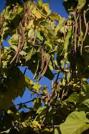 Attēlu rezultāti vaicājumam “Catalpa”