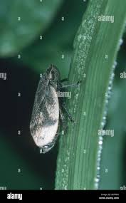 Attēlu rezultāti vaicājumam “Lepyronia coleoptrata”