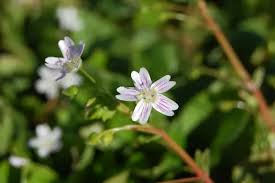 Attēlu rezultāti vaicājumam “Claytonia sibirica flower”