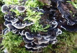 Attēlu rezultāti vaicājumam “Bjerkandera fumosa”