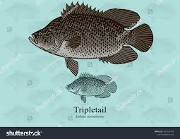 Image result for Lobotes surinamensis