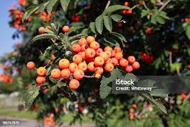 Attēlu rezultāti vaicājumam “Sorbus aucuparia fruit”