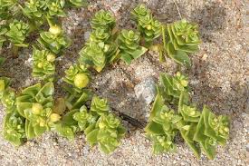 Attēlu rezultāti vaicājumam “Honckenya peploides fruit”