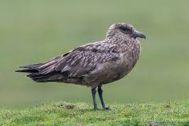 Image result for Stercorarius skua