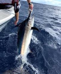 Image result for Istiompax indica