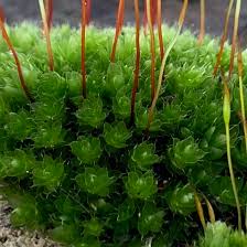 Attēlu rezultāti vaicājumam “Bryum funkii”