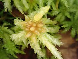 Attēlu rezultāti vaicājumam “Sphagnum palustre”