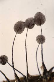 Attēlu rezultāti vaicājumam “Comatricha sp.”