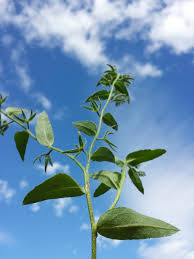 Attēlu rezultāti vaicājumam “Anchusa arvensis leaf”