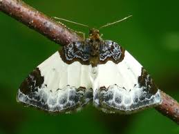 Attēlu rezultāti vaicājumam “Mesoleuca albicillata”