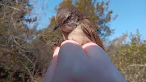 Attēlu rezultāti vaicājumam “Sylvia curruca”