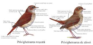 Image result for Luscinia luscinia