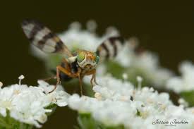 Attēlu rezultāti vaicājumam “Urophora jaceana”