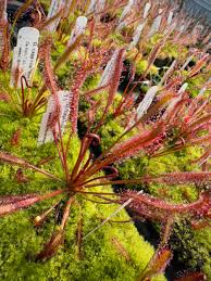 Attēlu rezultāti vaicājumam “Drosera rotundifolia leaf”