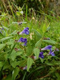 Attēlu rezultāti vaicājumam “Scutellaria galericulata leaf”