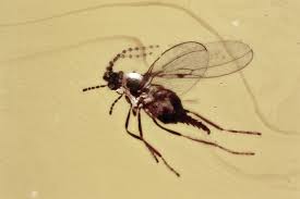 Attēlu rezultāti vaicājumam “Cecidomyiidae”