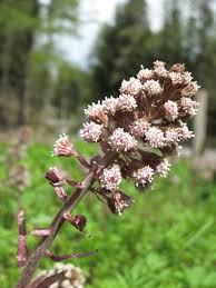 Attēlu rezultāti vaicājumam “Petasites hybridus flower”