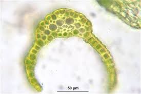 Attēlu rezultāti vaicājumam “Dicranum viride”
