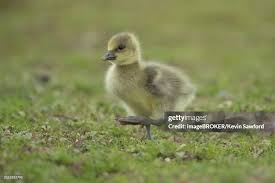 Attēlu rezultāti vaicājumam “Anser anser juvenile”