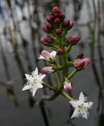 Attēlu rezultāti vaicājumam “Menyanthes trifoliata”
