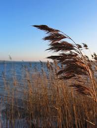 Attēlu rezultāti vaicājumam “Phragmites communis flower”