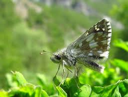 Attēlu rezultāti vaicājumam “Pyrgus serratulae”