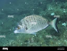 Image result for Diplodus puntazzo