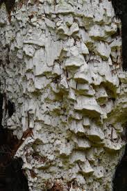 Attēlu rezultāti vaicājumam “Antrodia xantha”