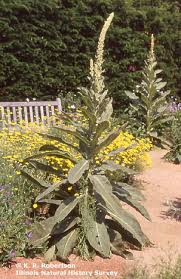 Attēlu rezultāti vaicājumam “Verbascum thapsus bud”