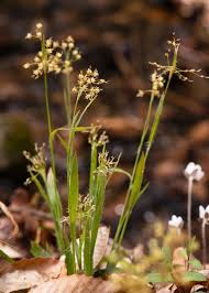 Attēlu rezultāti vaicājumam “Luzula luzuloides fruit”