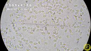 Attēlu rezultāti vaicājumam “Arrhenia spatulata”