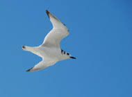 Attēlu rezultāti vaicājumam “Rissa tridactyla adult”