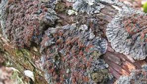 Attēlu rezultāti vaicājumam “Plectocarpon lichenum”