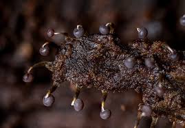 Attēlu rezultāti vaicājumam “Lamproderma arcyrioides spores”