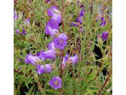 Image result for Marienglockenblumen