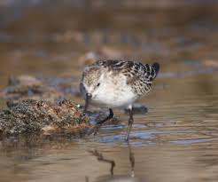 Attēlu rezultāti vaicājumam “Calidris minuta”