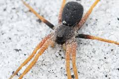 Attēlu rezultāti vaicājumam “Miturgidae”