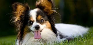 Image result for papillon