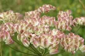Attēlu rezultāti vaicājumam “Laserpitium latifolium leaf”