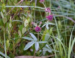 Attēlu rezultāti vaicājumam “Comarum palustre leaf”