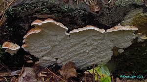 Attēlu rezultāti vaicājumam “Sarcoporia polyspora”