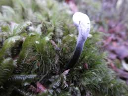 Attēlu rezultāti vaicājumam “Hypomyces armeniacus”