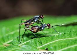 Attēlu rezultāti vaicājumam “Micropezidae”