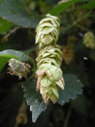 Attēlu rezultāti vaicājumam “Humulus lupulus bud”