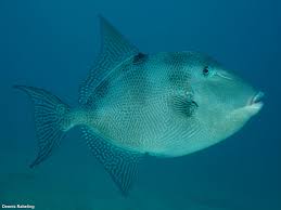 Image result for Balistes capriscus