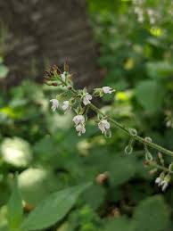 Attēlu rezultāti vaicājumam “Circaea lutetiana”