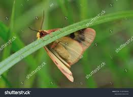 Attēlu rezultāti vaicājumam “Diacrisia sannio female”