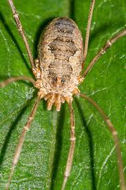 Attēlu rezultāti vaicājumam “Phalangium opilio”