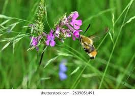 Attēlu rezultāti vaicājumam “Hemaris tityus”