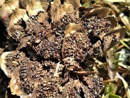 Attēlu rezultāti vaicājumam “Pucciniastrum areolatum”